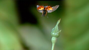 Ein fliegender Marienkï¿½fer und eine grï¿½ne Knopse einer Pflanze