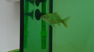 Ein Fisch in einem Aquarium, das grï¿½n beleuchtet ist