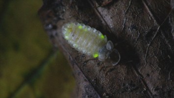 Glühwürmchen auf Blatt