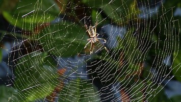 Eine Spinne in ihrem Netz