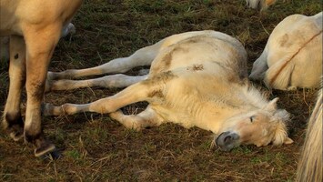 Ein weiï¿½es Pferd liegt schlafend auf dem Boden