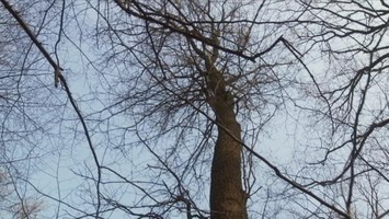 Ein Baum I