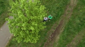 Baum aus der Vogelperspektive