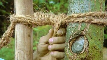 So knotet man einen frisch gesetzten Baum an einen Pfahl