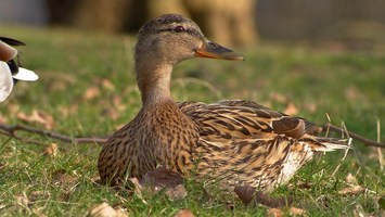 Eine weibliche Ente sitzt auf einer Wiese