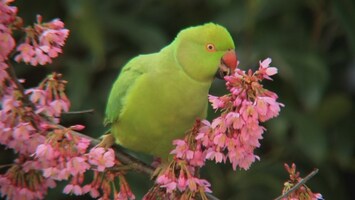 Papagei auf einer Zierkirsche mit vielen Blüten