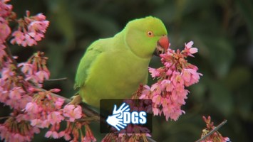 Papagei auf einer Zierkirsche mit vielen Blüten (DGS_Logo)