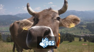 Kuh auf Wiese in den Bergen plus DGS-Logo