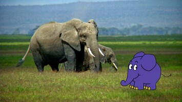 Zwei Afrikanische Elefanten und der blaue Elefant von der Sendung mit der Maus