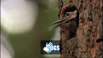 Vogel im Baum