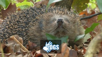 Igel, DGS-Logo