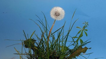 Pusteblume vor blauem Hintergrund