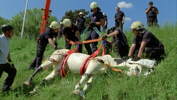 Feuerwehrleute mit Pferde-Dummy