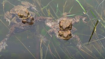 Zwei Menschen am Zaun