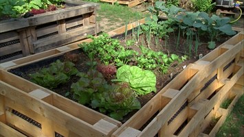 Hochbeet mit verschiedenem Gemüse bepflanzt