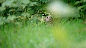 Osterhase versteckt sich in grï¿½nem Blattdickicht