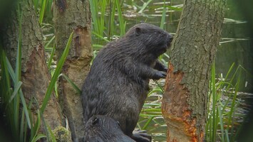 Biber zwischen Baumstï¿½mmen