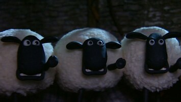 Ängstliche Schafe
