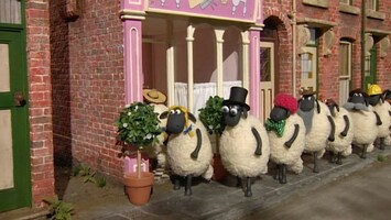 Schafe vor Friseur
