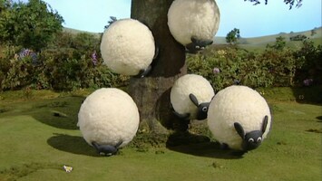 Schafe fallen vom Baum