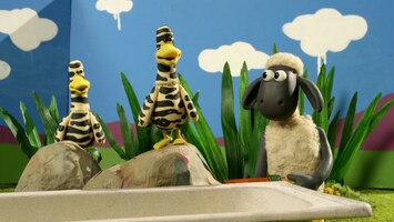 Zebra Enten
