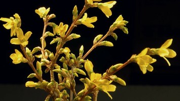 Zweig mit gelben Blumen, Barbarazweig