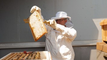 Imker streicht Honig von Bienenwabenplatte