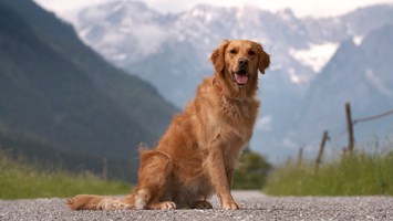 Rettungshund Chilli sitzt vor einem Bergpanorama