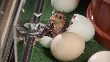 Küken schlüpft aus einem Ei