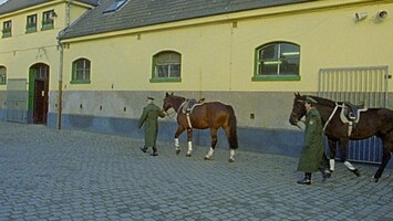 Karneval: Polizeipferd