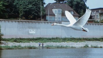 Ein Schwan fliegt ab