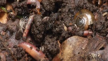 Würmer und Schnecken im Boden.