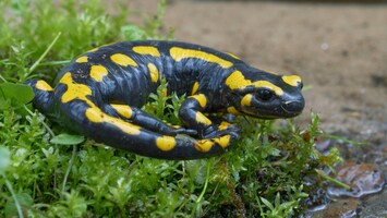 Ein Feuersalamander sitzt im Gras