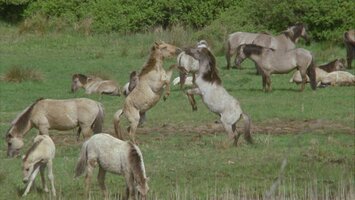 Von den Wikingern zur dï¿½nischen Grenze