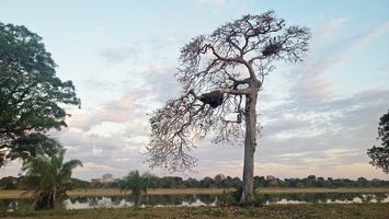 Pantanal / Lydia Möcklinghoff