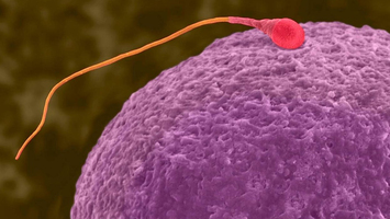 Spermium befruchtet Eizelle