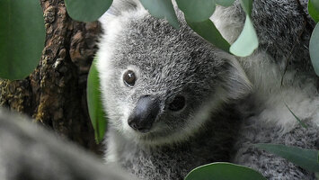 Baby-Koala