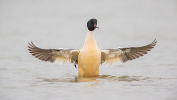 Gans schlägt mit Flügeln