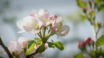 Eine Apfelbaumplantage auf der ein Windrad steht