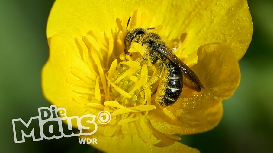 Wildbiene auf Blüte