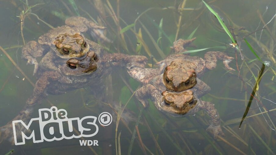 2 Krötenpaare im Wasser, wo die Weibchen die Männchen auf ihren Rücken tragen