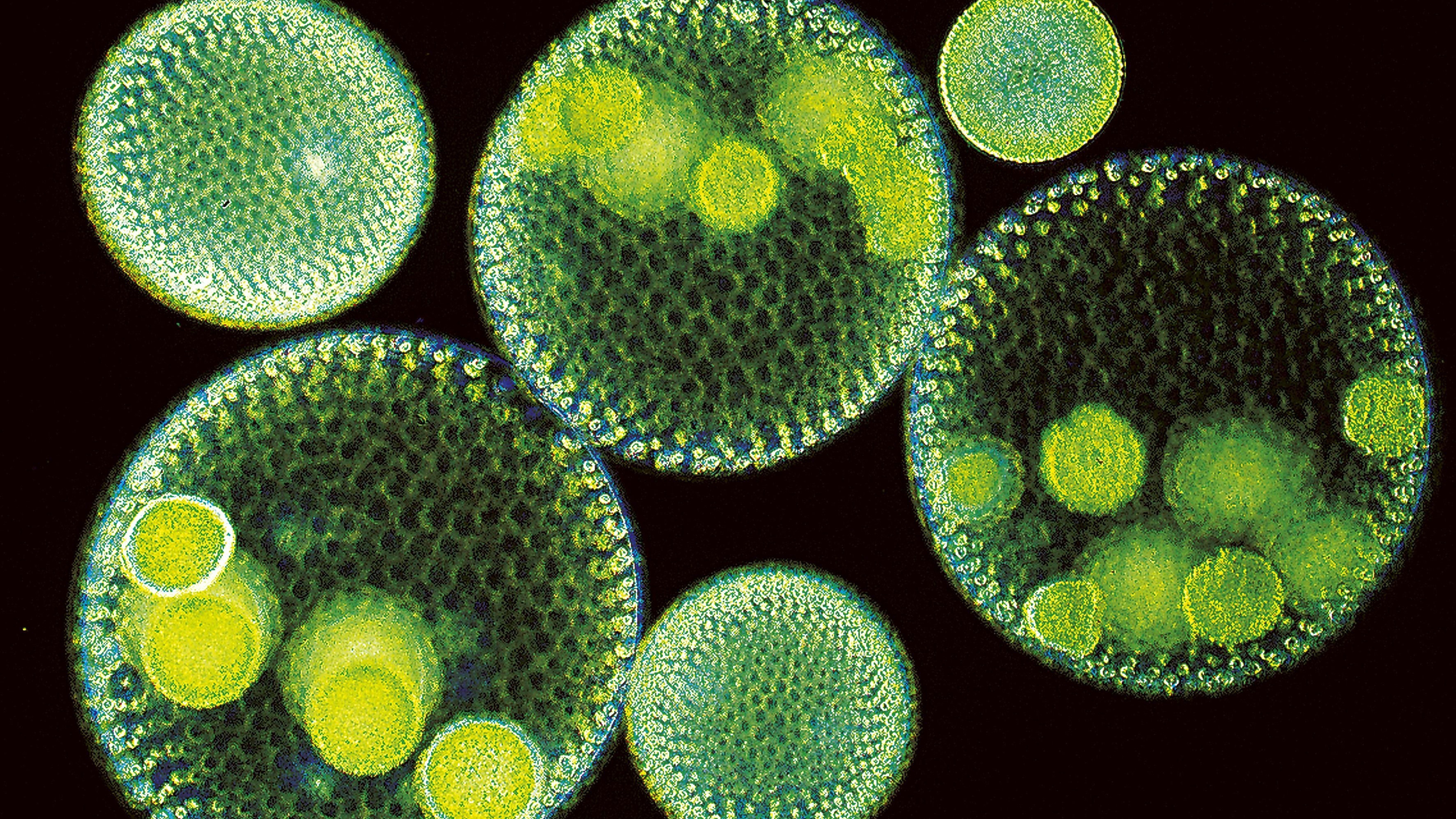 Многоклеточные организмы возникли в эру. Одноклеточные водоросли вольвокс. Вольвокс это многоклеточный организм. Вольвокс ауреус. Вольвокс это в биологии.