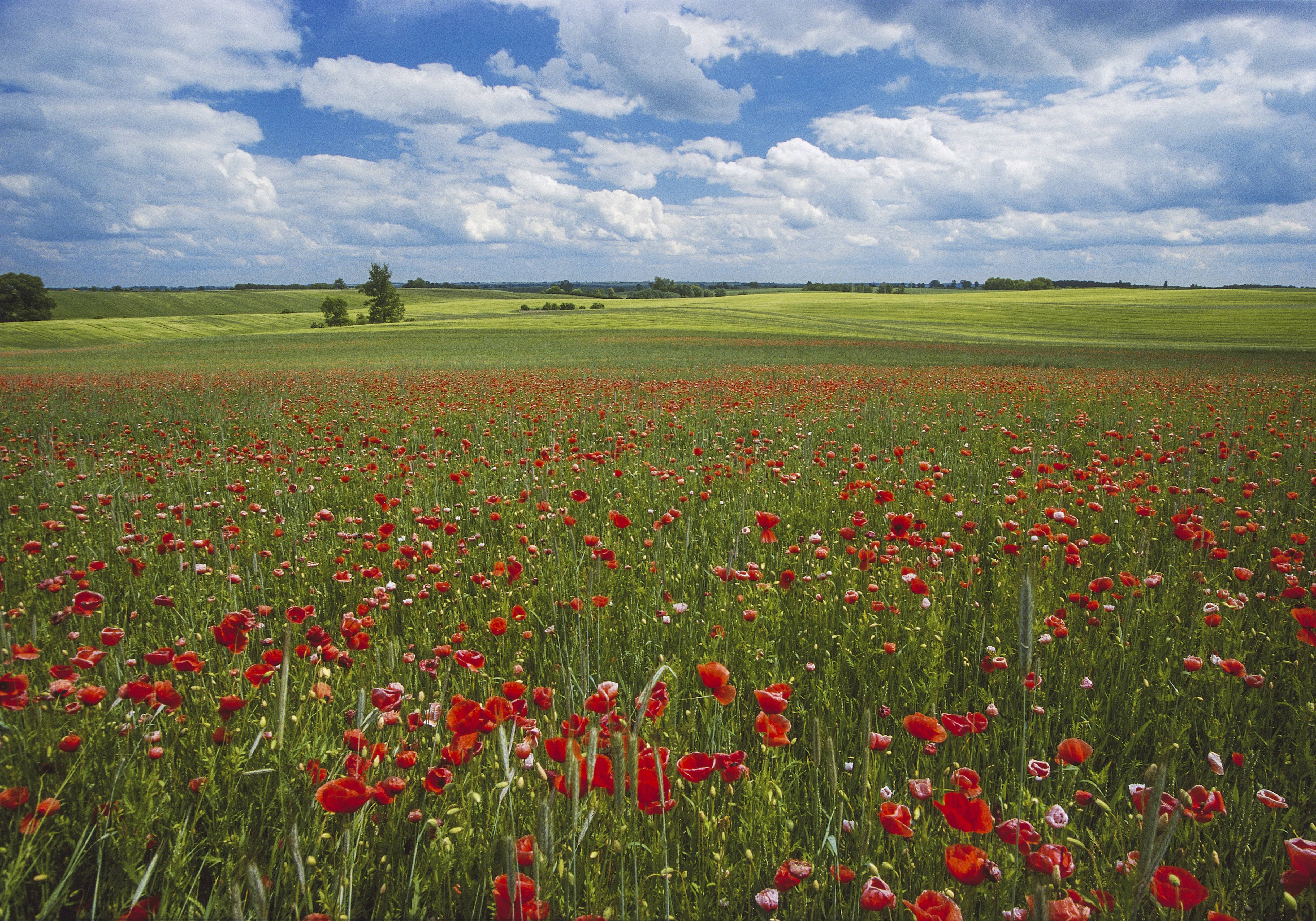 Feld mit Mohnblumen Mecklenburg Vorpommern Deutschland 