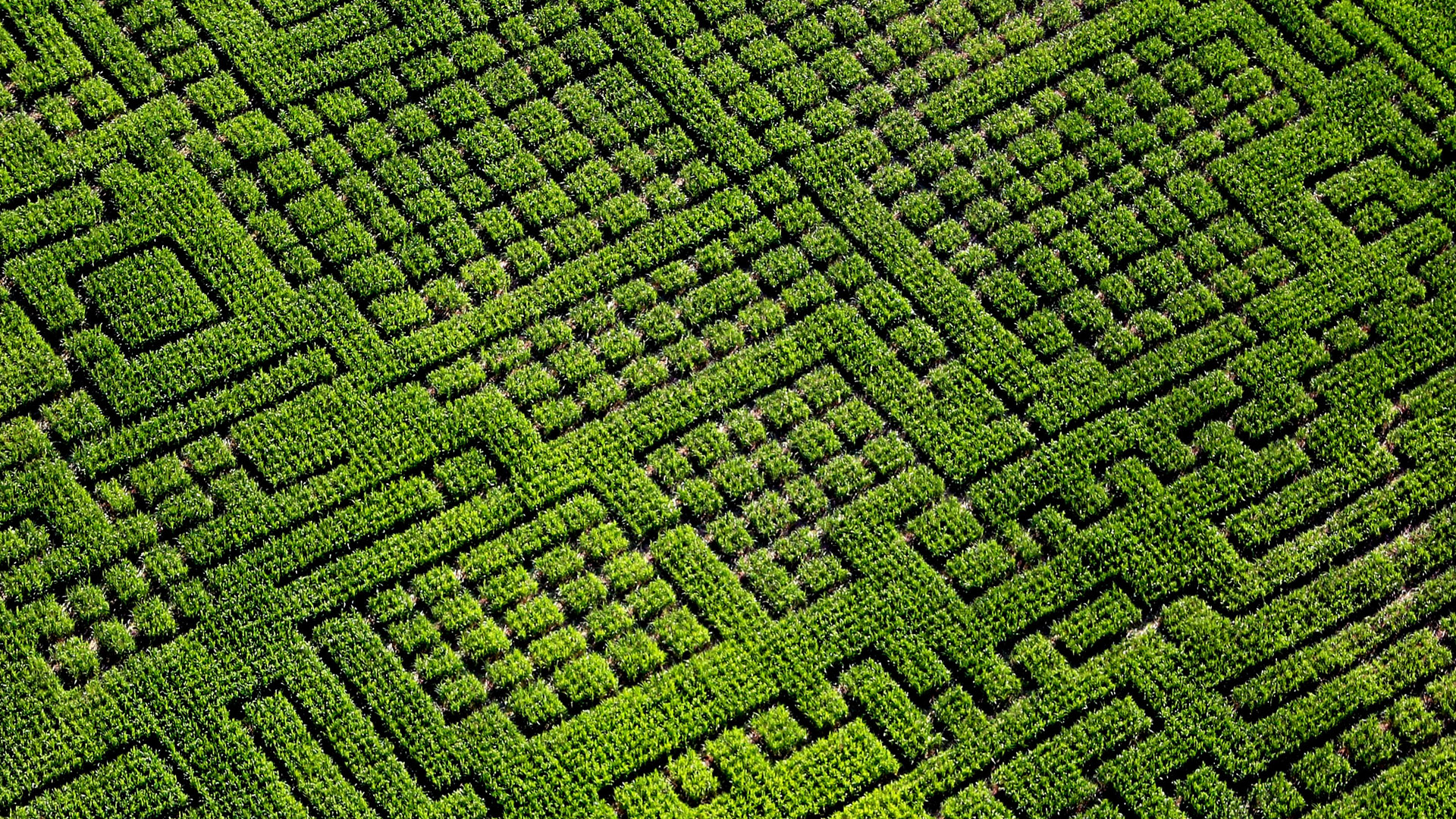Maislabyrinth aus der Luft