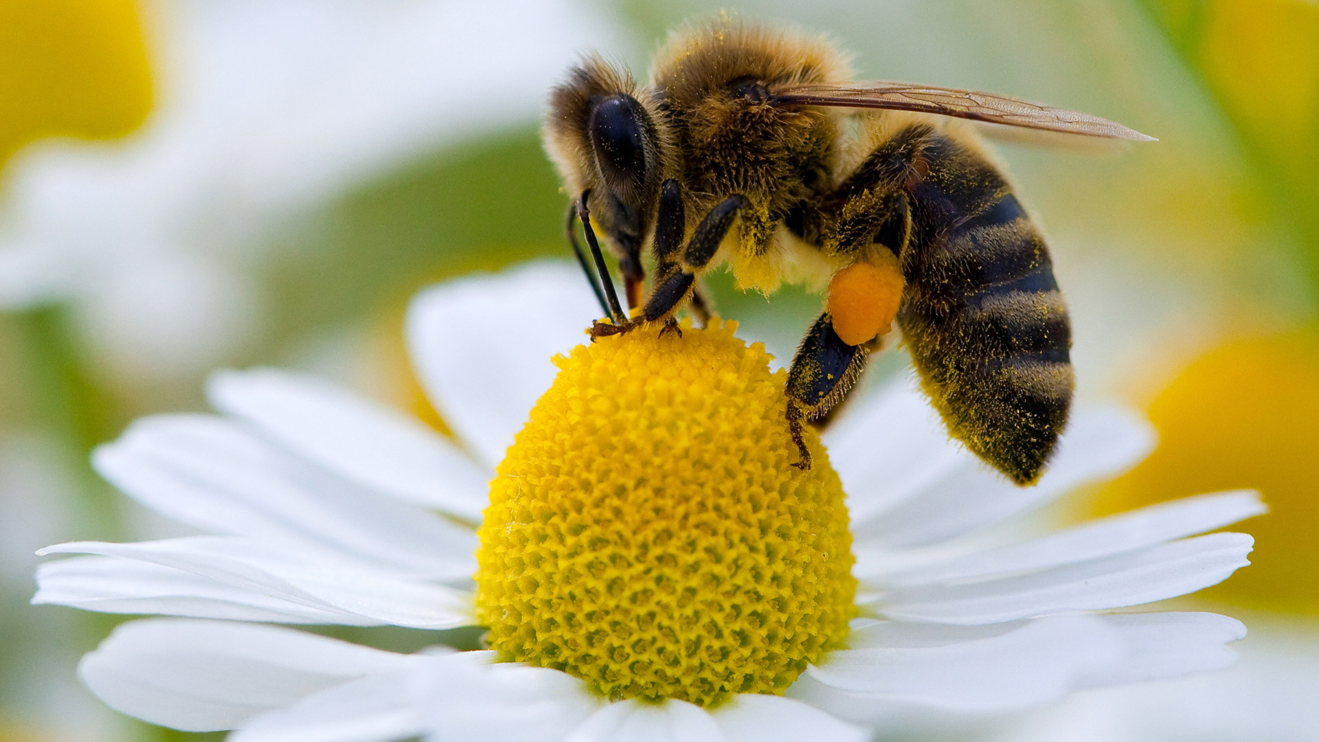 Bienen Die Seite Mit Der Maus Wdr