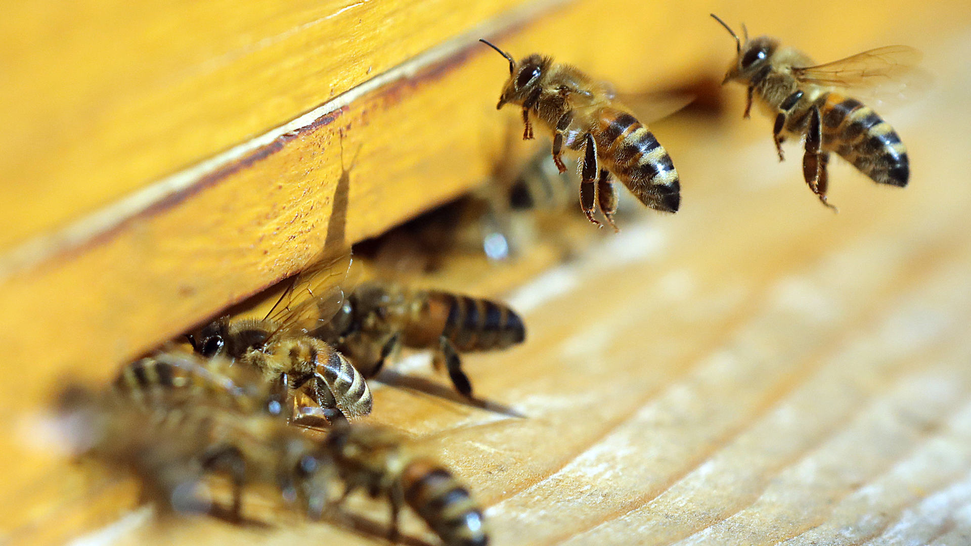 Bienen Die Seite Mit Der Maus Wdr