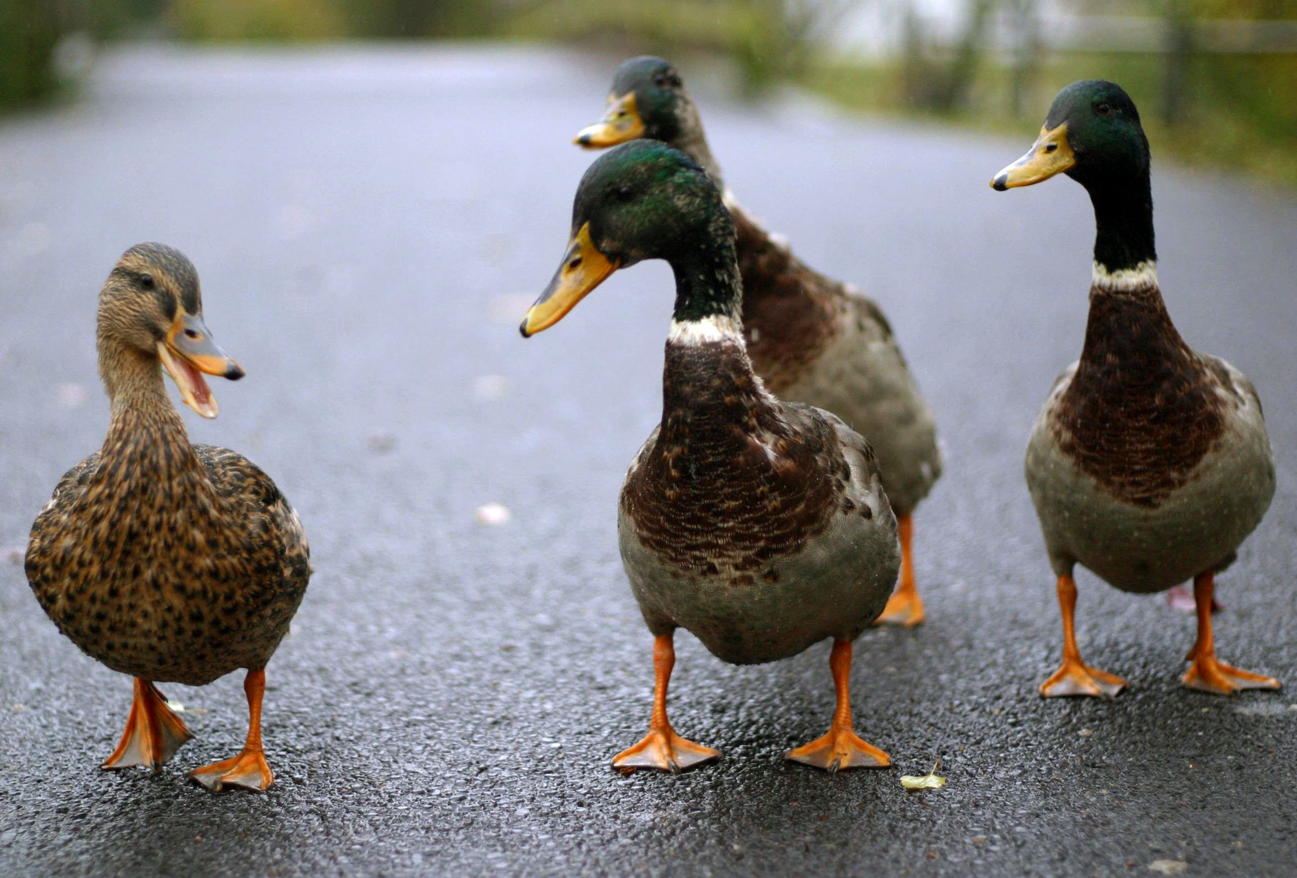 Die Ente hat Geburtstag! - Die Seite mit der Maus - WDR