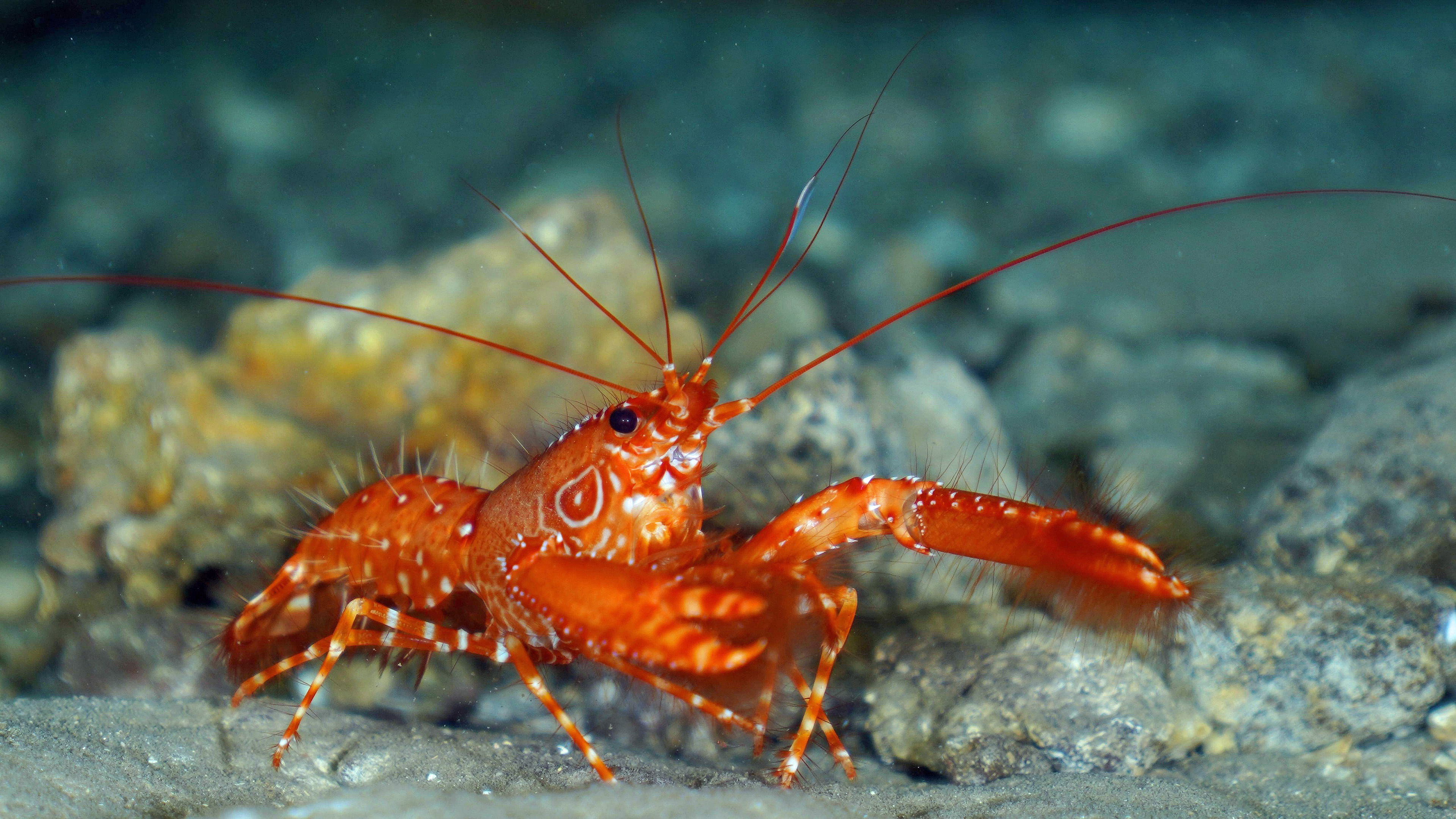 Roter Atlantik Riffhummer (Enoplometopus antillensis)