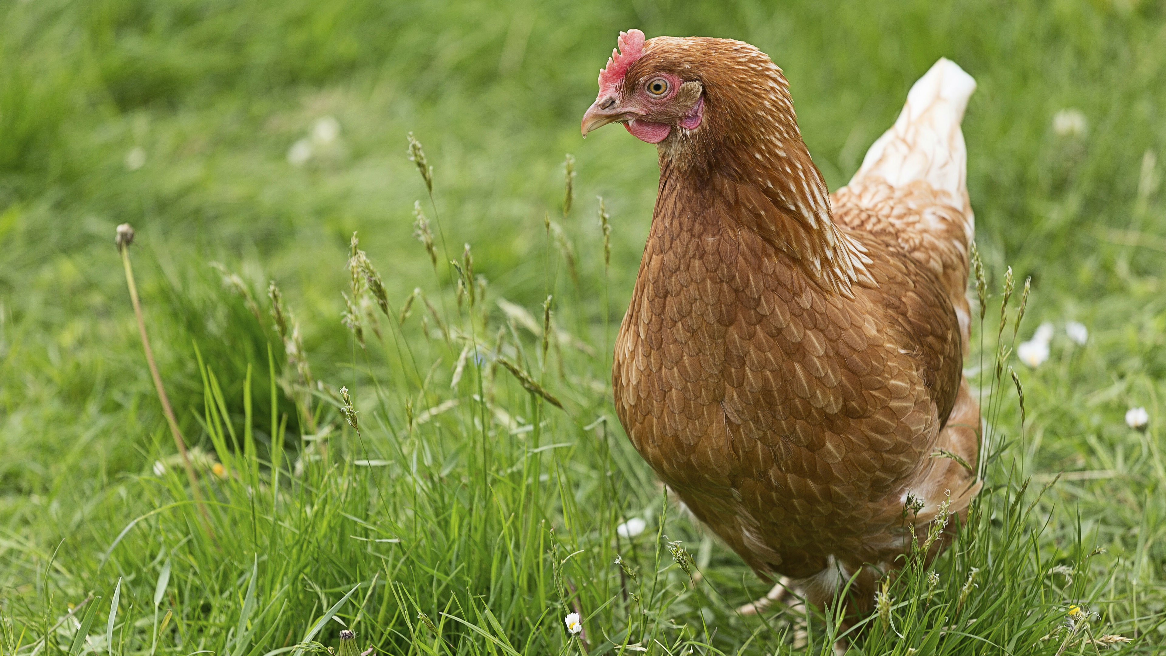 Huhn auf der Wiese