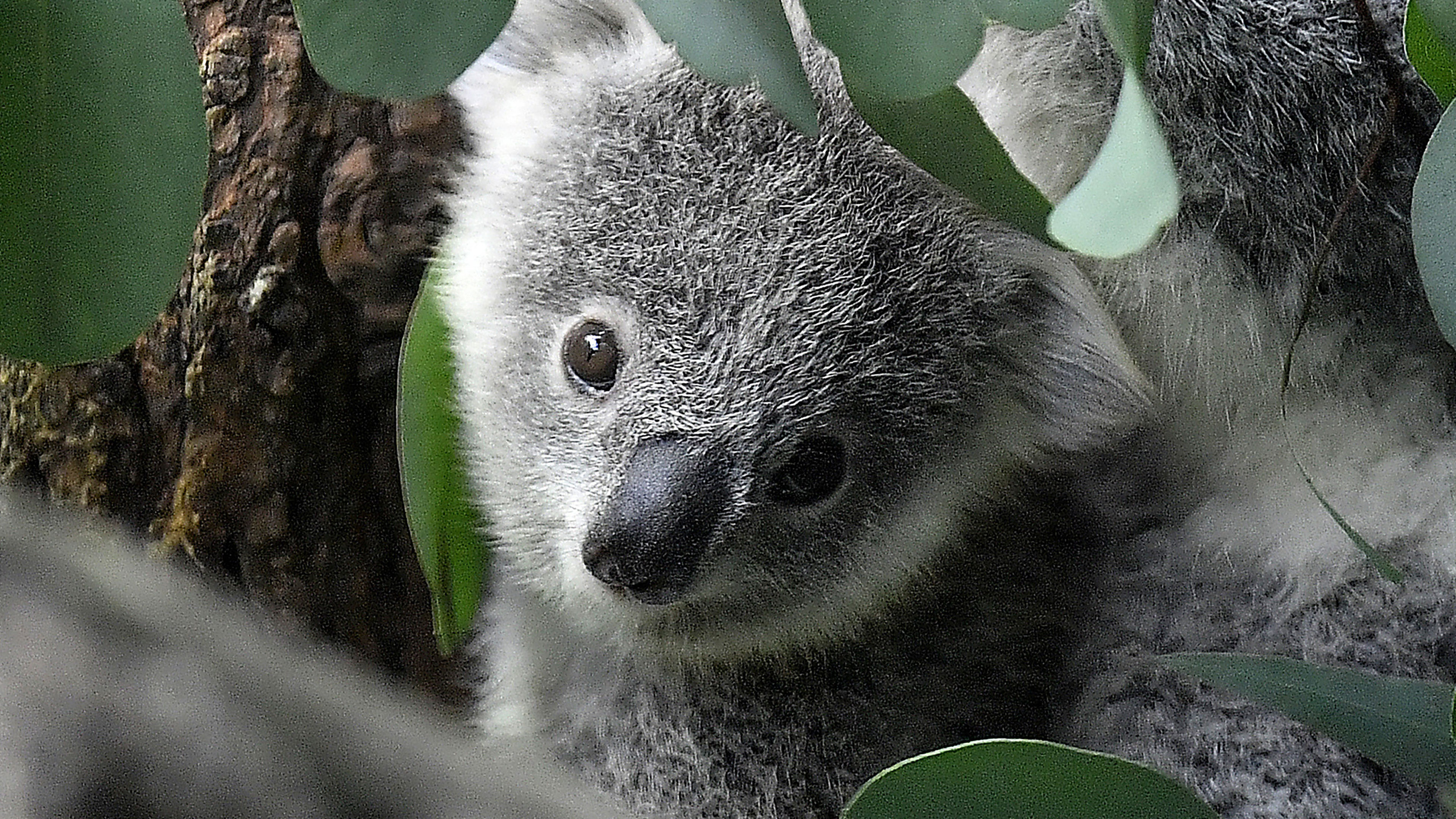 Baby-Koala